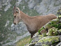 Salita al Monte Valletto di Marco Caccia